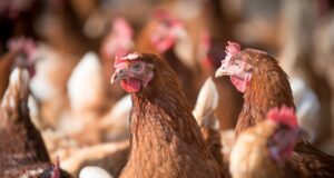 Ministerio de Agricultura llama a reforzar medidas de seguridad en gallineros ante riesgo de Influenza Aviar