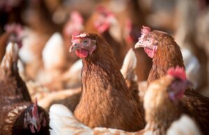 Ministerio de Agricultura llama a reforzar medidas de seguridad en gallineros ante riesgo de Influenza Aviar