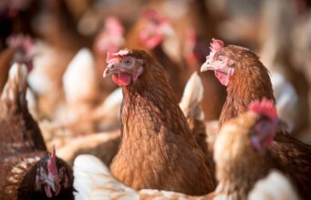 Ministerio de Agricultura llama a reforzar medidas de seguridad en gallineros ante riesgo de Influenza Aviar