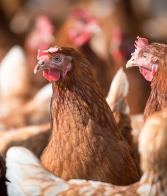 Ministerio de Agricultura llama a reforzar medidas de seguridad en gallineros ante riesgo de Influenza Aviar