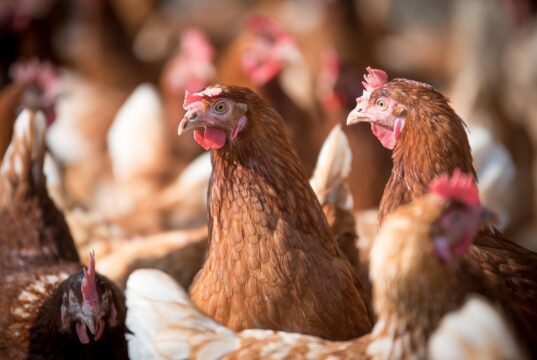 Ministerio de Agricultura llama a reforzar medidas de seguridad en gallineros ante riesgo de Influenza Aviar