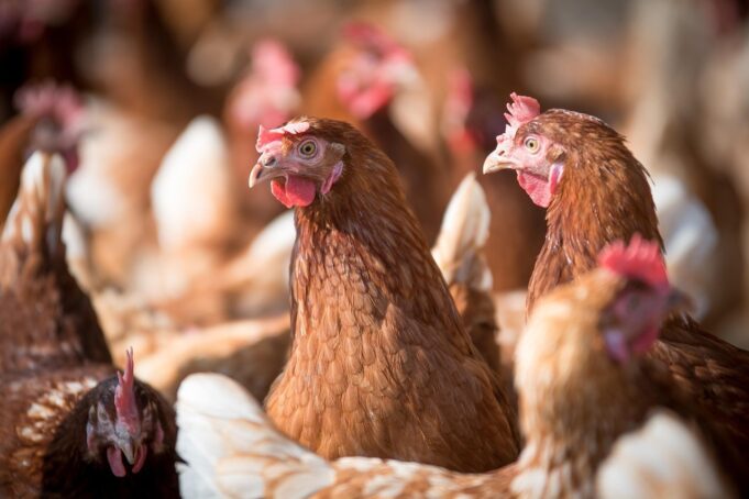 Ministerio de Agricultura llama a reforzar medidas de seguridad en gallineros ante riesgo de Influenza Aviar