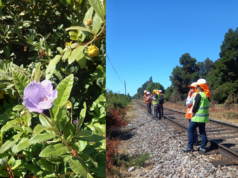 En Gorbea lideran iniciativa que busca salvar a una de las especies más amenazadas de la flora chilena