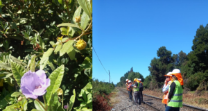 En Gorbea lideran iniciativa que busca salvar a una de las especies más amenazadas de la flora chilena