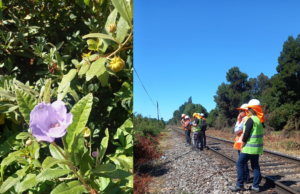 En Gorbea lideran iniciativa que busca salvar a una de las especies más amenazadas de la flora chilena