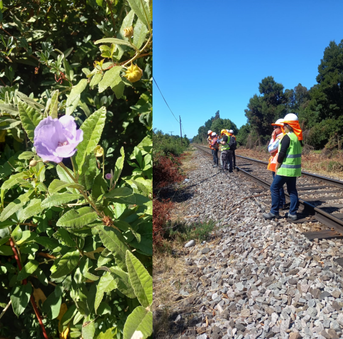 En Gorbea lideran iniciativa que busca salvar a una de las especies más amenazadas de la flora chilena