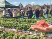 En Día de Campo: Gobierno Regional e INIA Carillanca relevan el trabajo asociativo