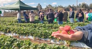 En Día de Campo: Gobierno Regional e INIA Carillanca relevan el trabajo asociativo