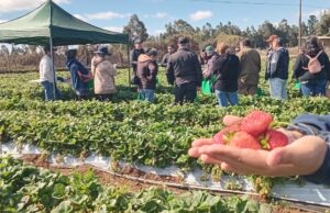 En Día de Campo: Gobierno Regional e INIA Carillanca relevan el trabajo asociativo