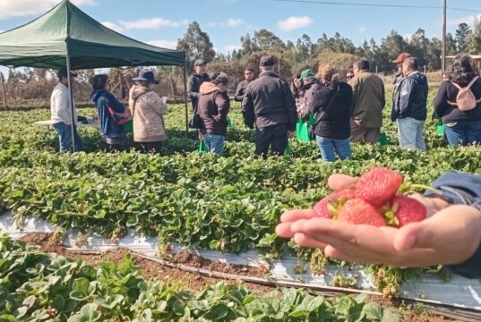En Día de Campo: Gobierno Regional e INIA Carillanca relevan el trabajo asociativo