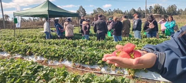 En Día de Campo: Gobierno Regional e INIA Carillanca relevan el trabajo asociativo