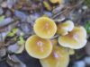 Festival del reino fungi vivirá su quinta versión con variadas actividades en Pucón