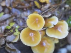 Festival del reino fungi vivirá su quinta versión con variadas actividades en Pucón