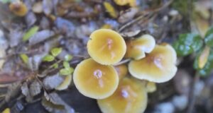 Festival del reino fungi vivirá su quinta versión con variadas actividades en Pucón