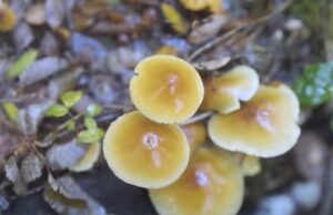 Festival del reino fungi vivirá su quinta versión con variadas actividades en Pucón