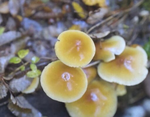 Festival del reino fungi vivirá su quinta versión con variadas actividades en Pucón