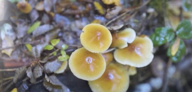 Festival del reino fungi vivirá su quinta versión con variadas actividades en Pucón