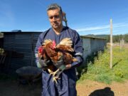 Personal del SAG y UDEL visitan predio avícola en Pitrufquén para advertir sobre alerta sanitaria por gripé aviar en la región