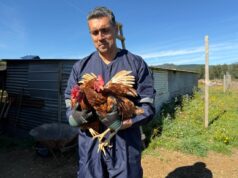 Personal del SAG y UDEL visitan predio avícola en Pitrufquén para advertir sobre alerta sanitaria por gripé aviar en la región