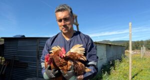 Personal del SAG y UDEL visitan predio avícola en Pitrufquén para advertir sobre alerta sanitaria por gripé aviar en la región