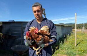 Personal del SAG y UDEL visitan predio avícola en Pitrufquén para advertir sobre alerta sanitaria por gripé aviar en la región