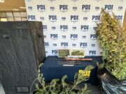 PDI sacó de circulación 6 mil 600 dosis de cannabis sativa en sector Amanecer en Temuco