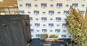 PDI sacó de circulación 6 mil 600 dosis de cannabis sativa en sector Amanecer en Temuco