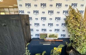 PDI sacó de circulación 6 mil 600 dosis de cannabis sativa en sector Amanecer en Temuco