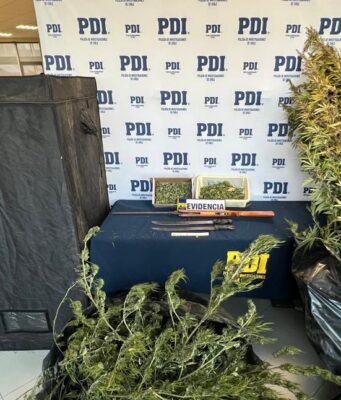 PDI sacó de circulación 6 mil 600 dosis de cannabis sativa en sector Amanecer en Temuco