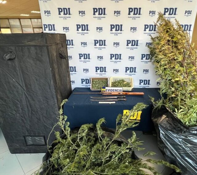 PDI sacó de circulación 6 mil 600 dosis de cannabis sativa en sector Amanecer en Temuco