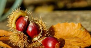 Fiesta de la castaña Coipue 2026 regresa con competencias gastronómicas y feria de emprendedores