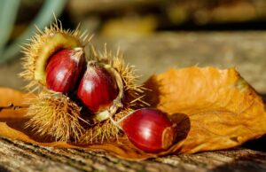 Fiesta de la castaña Coipue 2026 regresa con competencias gastronómicas y feria de emprendedores