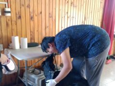 Municipalidad de Villarrica continúa con los operativos de esterilización en abril