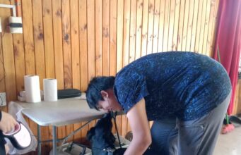 Municipalidad de Villarrica continúa con los operativos de esterilización en abril