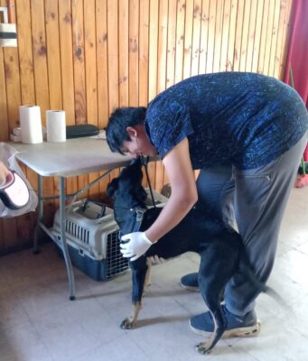 Municipalidad de Villarrica continúa con los operativos de esterilización en abril