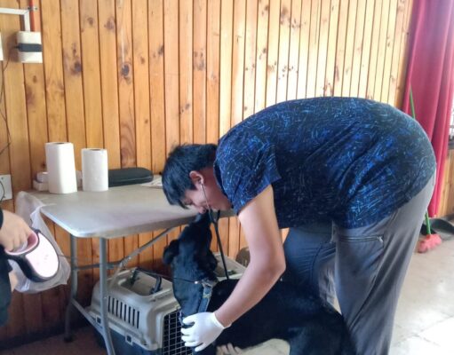 Municipalidad de Villarrica continúa con los operativos de esterilización en abril