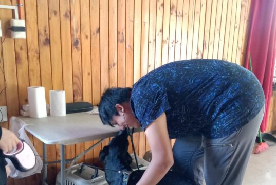 Municipalidad de Villarrica continúa con los operativos de esterilización en abril