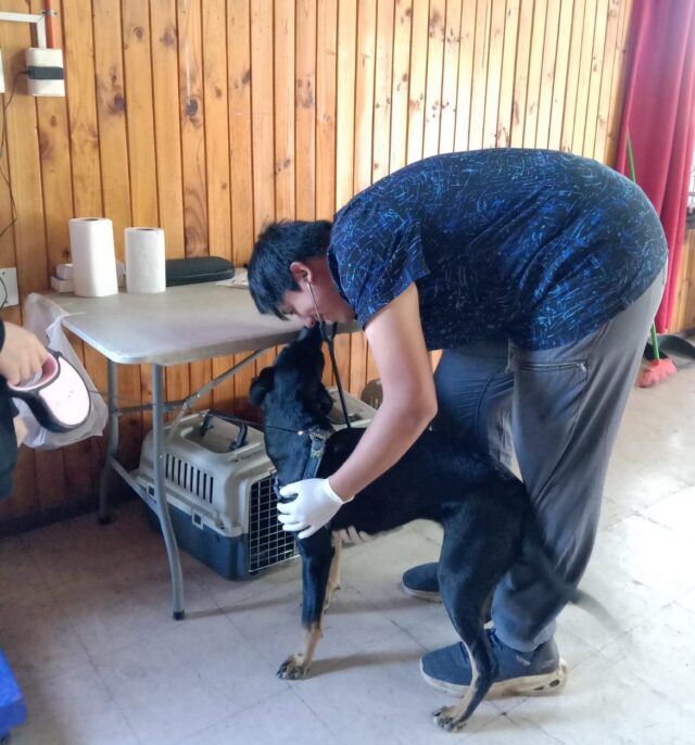 Municipalidad de Villarrica continúa con los operativos de esterilización en abril