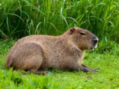 ¡Los capibaras eran gigantes y vivieron en La Araucanía! El hallazgo que sorprende a todos