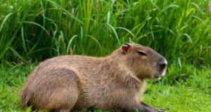 ¡Los capibaras eran gigantes y vivieron en La Araucanía! El hallazgo que sorprende a todos