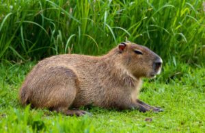 ¡Los capibaras eran gigantes y vivieron en La Araucanía! El hallazgo que sorprende a todos