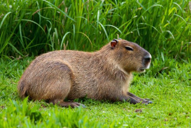 ¡Los capibaras eran gigantes y vivieron en La Araucanía! El hallazgo que sorprende a todos
