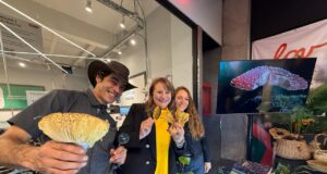Pitrufquén se prepara para vivir la “Pitrufungi 2026” sábado 30 y domingo 31 de mayo en centro comercial Lov