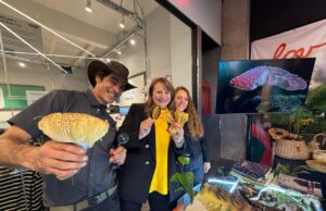 Pitrufquén se prepara para vivir la “Pitrufungi 2026” sábado 30 y domingo 31 de mayo en centro comercial Lov