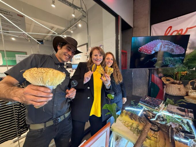 Pitrufquén se prepara para vivir la “Pitrufungi 2026” sábado 30 y domingo 31 de mayo en centro comercial Lov