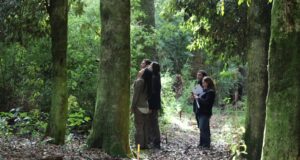 Experiencias en terreno muestran impacto del fondo de bosque nativo en La Araucanía