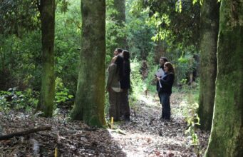 Experiencias en terreno muestran impacto del fondo de bosque nativo en La Araucanía