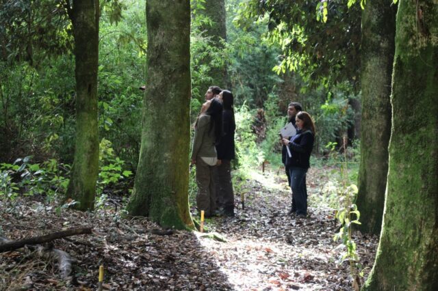 Experiencias en terreno muestran impacto del fondo de bosque nativo en La Araucanía