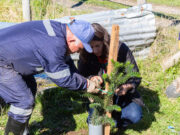 Teodoro Schmidt impulsa plantación de araucarias para fortalecer la identidad cultural mapuche