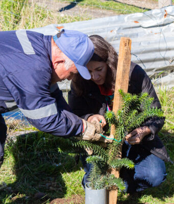 Teodoro Schmidt impulsa plantación de araucarias para fortalecer la identidad cultural mapuche